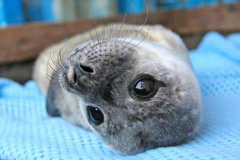 Seal Rescue Ireland